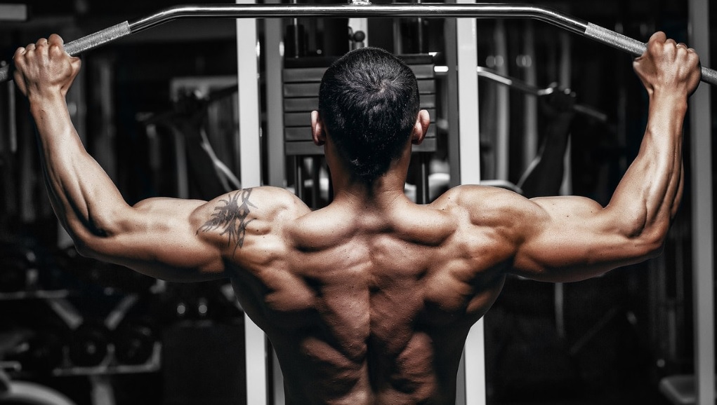 Prohormones Reliable for Bulking Cycles