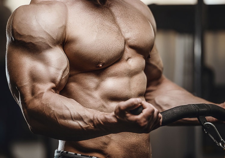 The Mechanism of Anabolic Steroids in Muscle Development